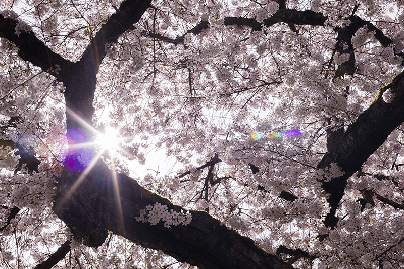 Sunlight shines through cherry blossoms on the University of Washington campus.