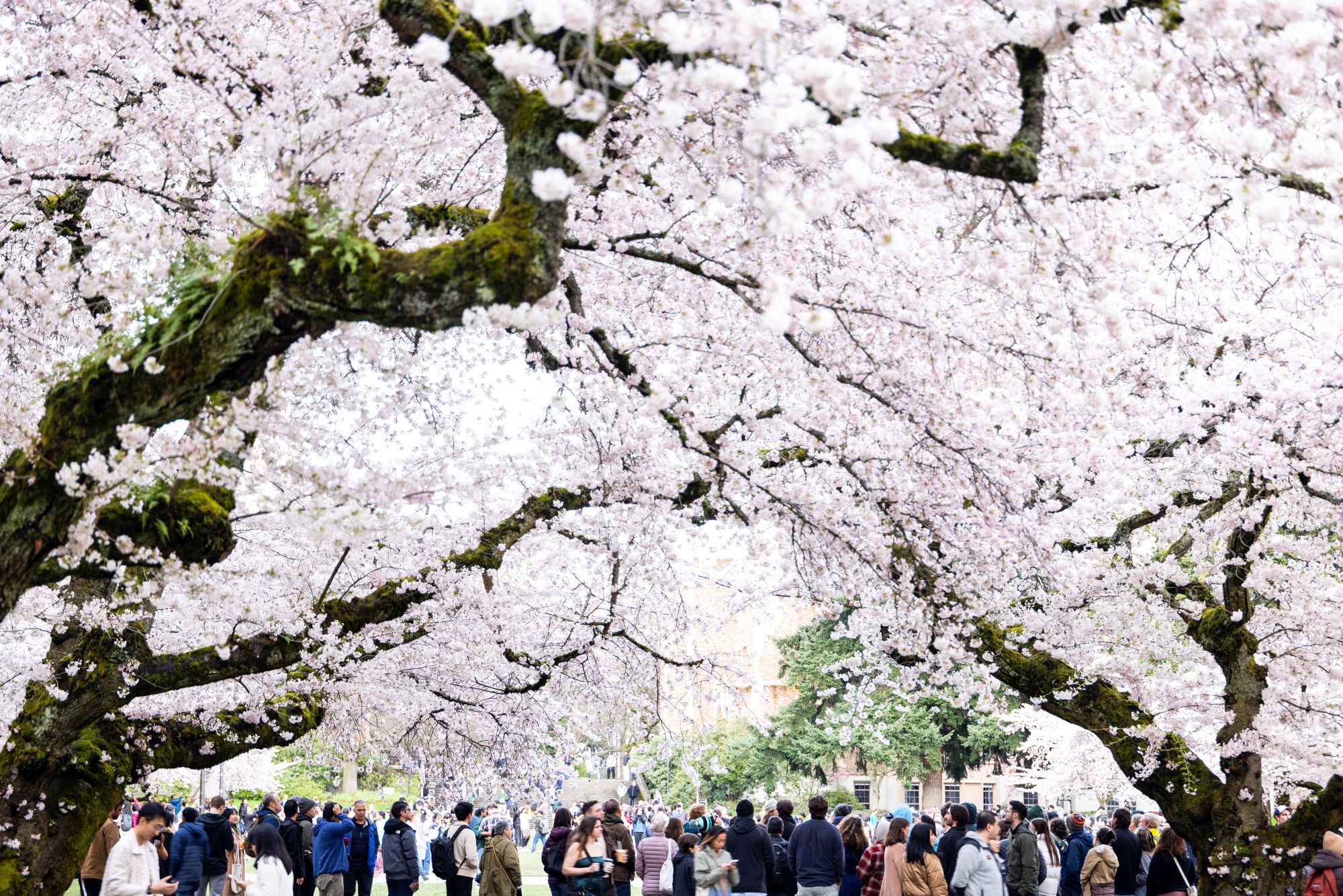 Crowd standing under blossoming cherry tree