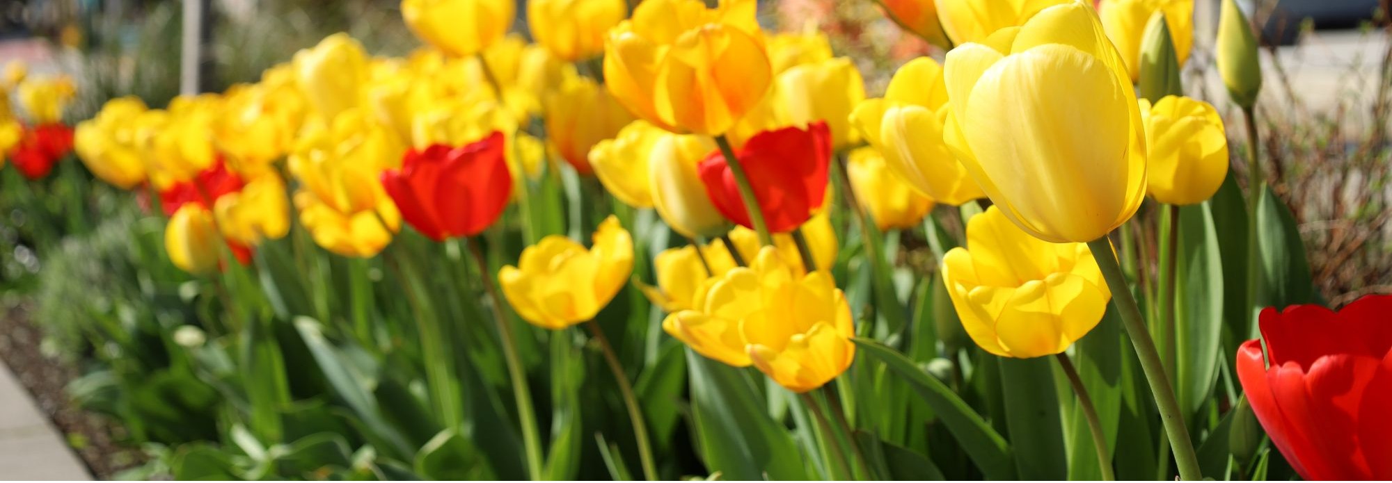 Tulips blooming on UW campus