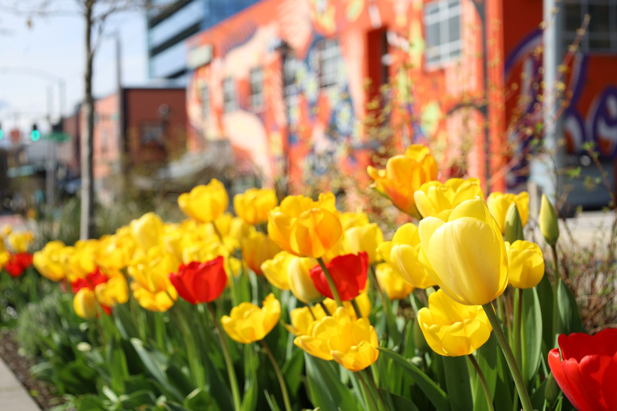Tulips blooming on UW campus